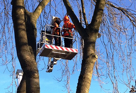 Vehicle-Mounted Boom Removes Branches Overhead in Residential Area Quickly and Swiftly