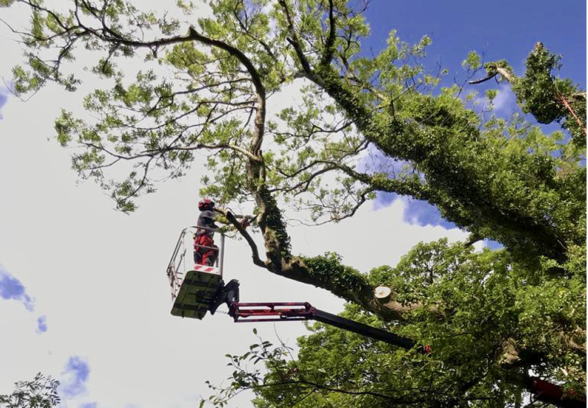 Tree Fellas Devon