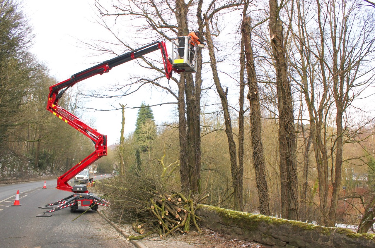 Spider platforms – rising to the ash dieback challenge