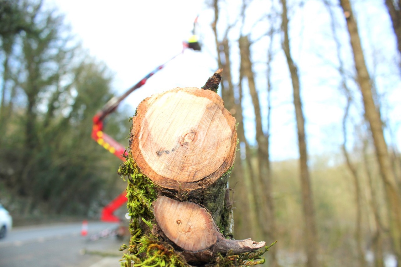 Close up of wood cut down because of ash dieback