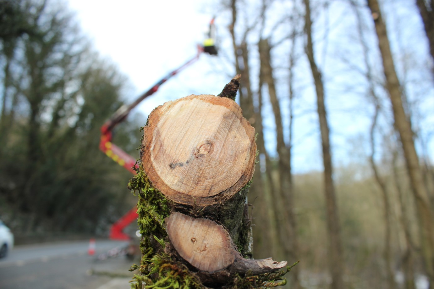 Ash dieback showing   disease in tree